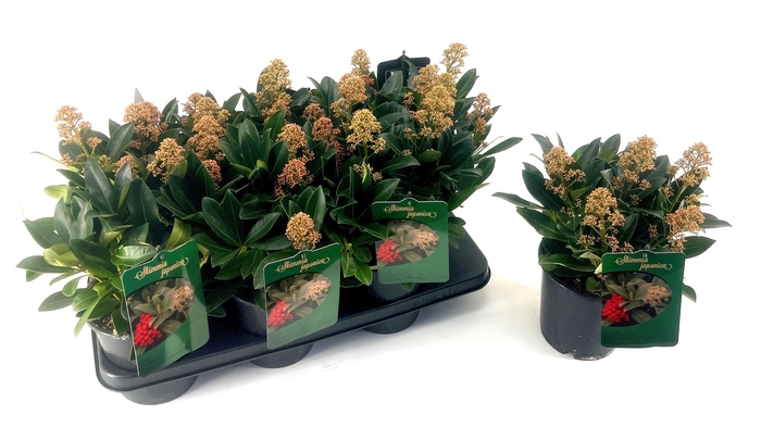 <h4>SKIM J MIRACLE</h4>