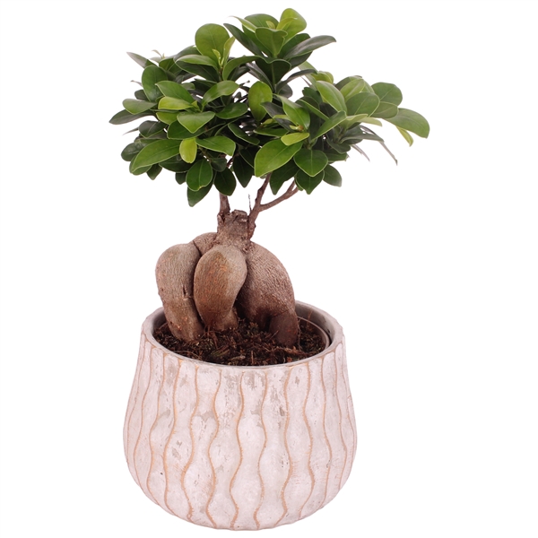 <h4>Ficus m. Ginseng Ball Shape Ø12cm in Ø16cm Ceramic PL569</h4>