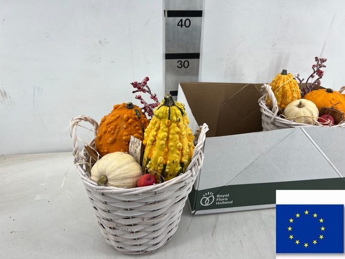 <h4>ARR SIERFRUIT</h4>