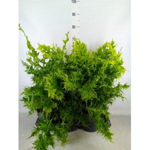Phymatosorus scolopendria 'Hawaiia'