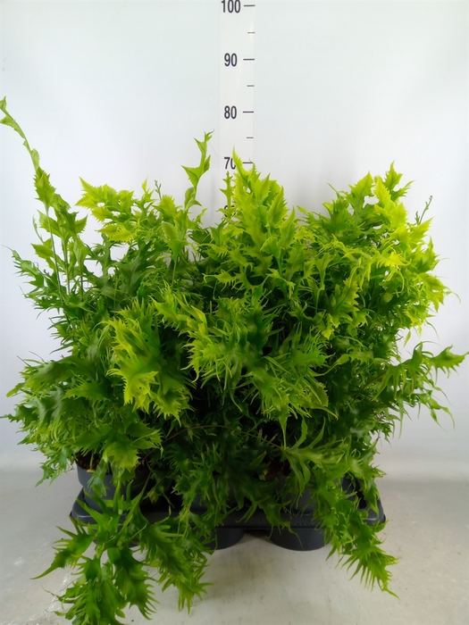 <h4>Phymatosorus scolopendria 'Hawaiia'</h4>