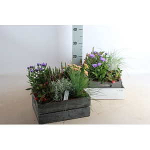 ARR TUINPLANTEN