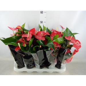 Anthurium andr. 'Querida'