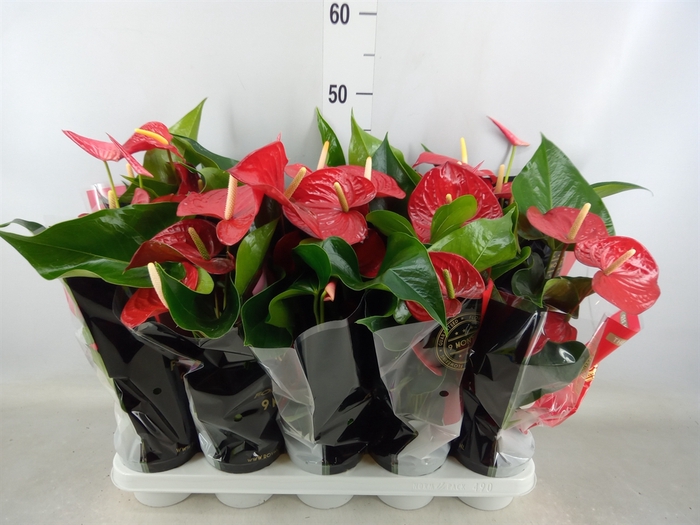 <h4>Anthurium andr. 'Querida'</h4>