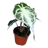 Alocasia Overig Venom