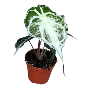 Alocasia Overig Venom