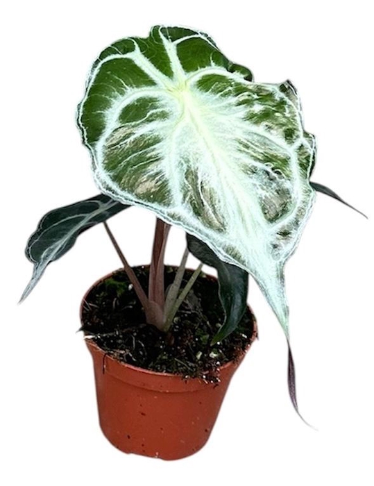 Alocasia Overig Venom