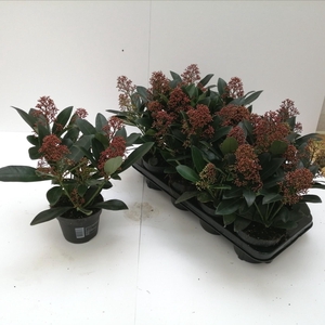 Skimmia japonica 'Rubella' 5+BLOEMEN