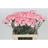 Dianthus St Poirot Bianco