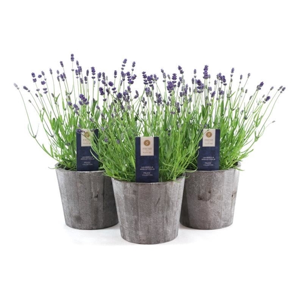 <h4>Lavandula ang. 'Felice'® Collection P15 in Wood</h4>