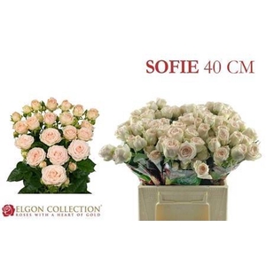 Rosa spray sofie