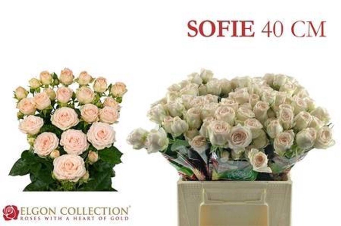 <h4>Rosa spray sofie</h4>