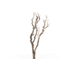 Syringa Branch Super Godowsky