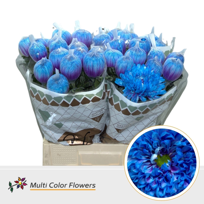 <h4>Chrysanthemum PL 'Antonov'  .col H%</h4>
