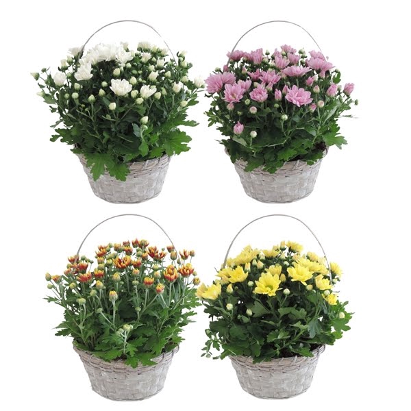 Collectie Jakarta Chrysant Mix in Hengselmand 21 cm