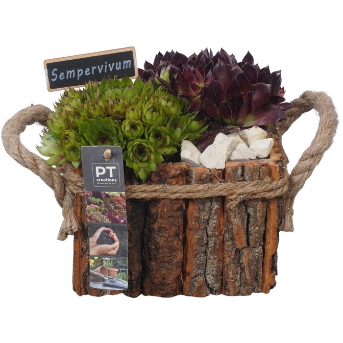 <h4>Arr. Sempervivum L%</h4>