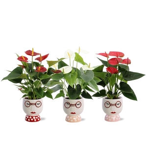 Anthurium 3 color mix in Steffie ceramics