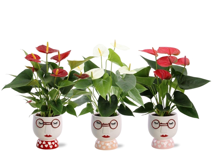 <h4>Anthurium 3 color mix in Steffie ceramics</h4>