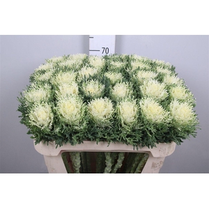 Brass Crane Fea Snow