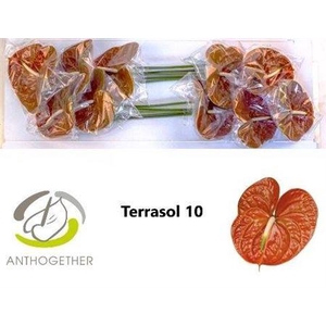 Anth A Terrasol