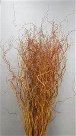 <h4>Salix Golden Curls</h4>