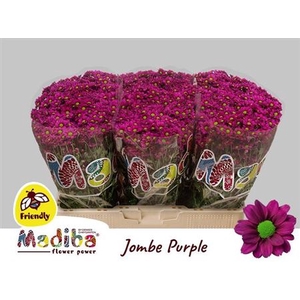 Chr S Madiba Jombe Purple