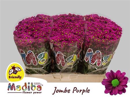 <h4>Chr S Madiba Jombe Purple</h4>