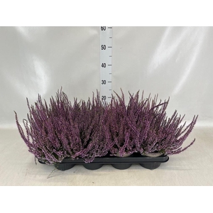 Calluna vulg.   ...