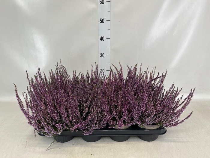 Calluna vulg.   ...