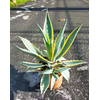 Agave americana