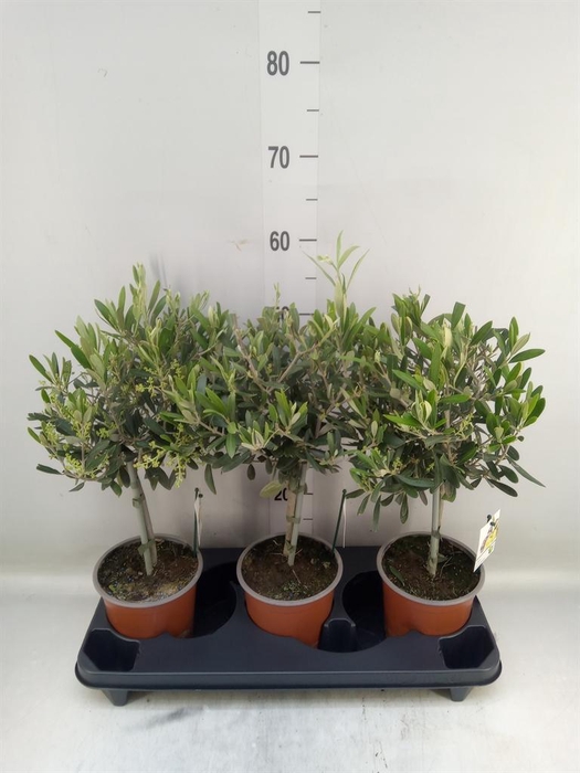 <h4>Olea europaea</h4>