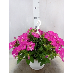Petunia   ...mix