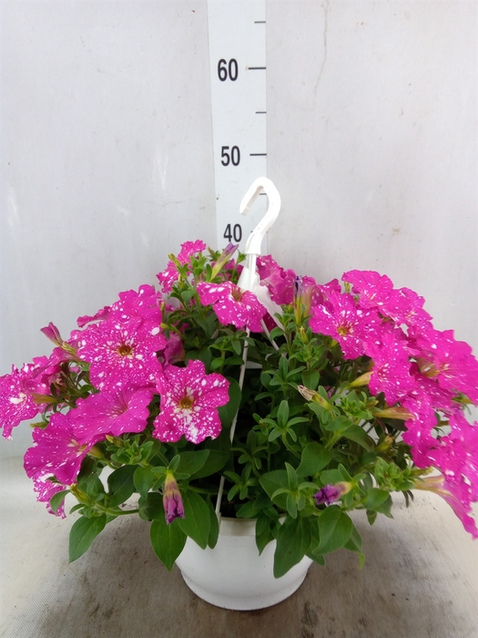 <h4>Petunia   ...mix</h4>