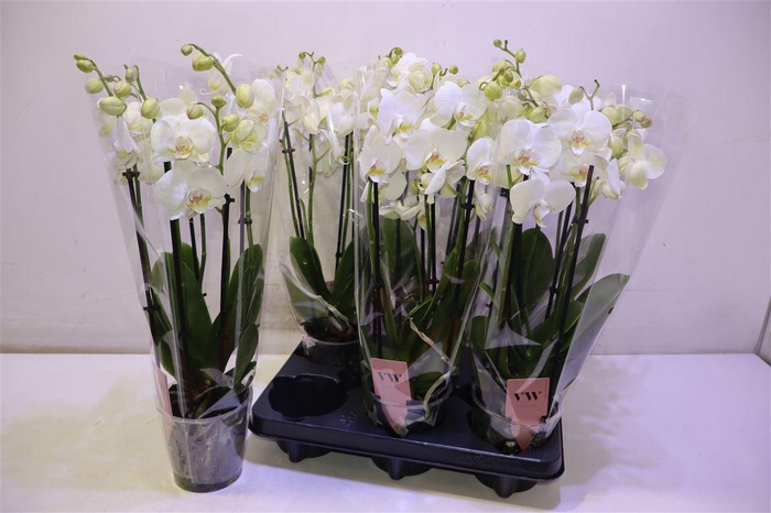 <h4>arr8 Phal An Inverness</h4>