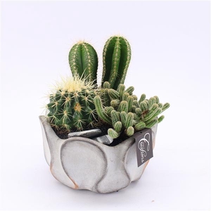 CTCR-2522 Cactus Essentials