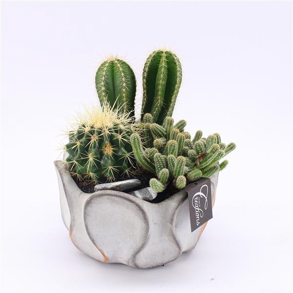 <h4>CTCR-2522 Cactus Essentials</h4>