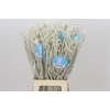 Amaranthus Yearming Desert