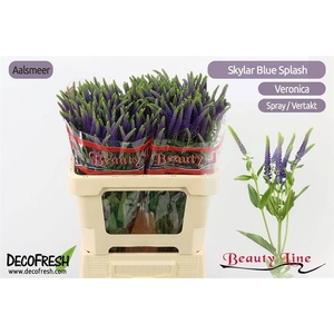 Veron  Blauw Vertakt