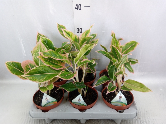 <h4>Aglaonema   ...</h4>