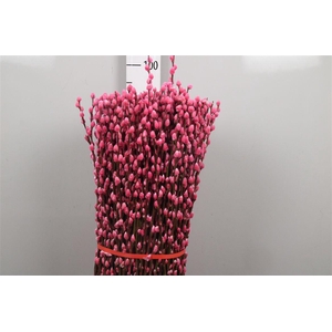 Salix Klb Light Pink