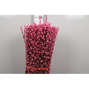 Salix Klb Hot Pink
