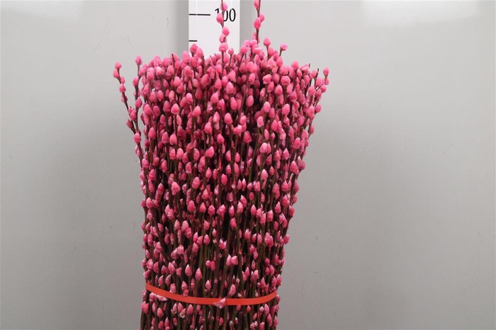 <h4>Salix Klb Light Pink</h4>