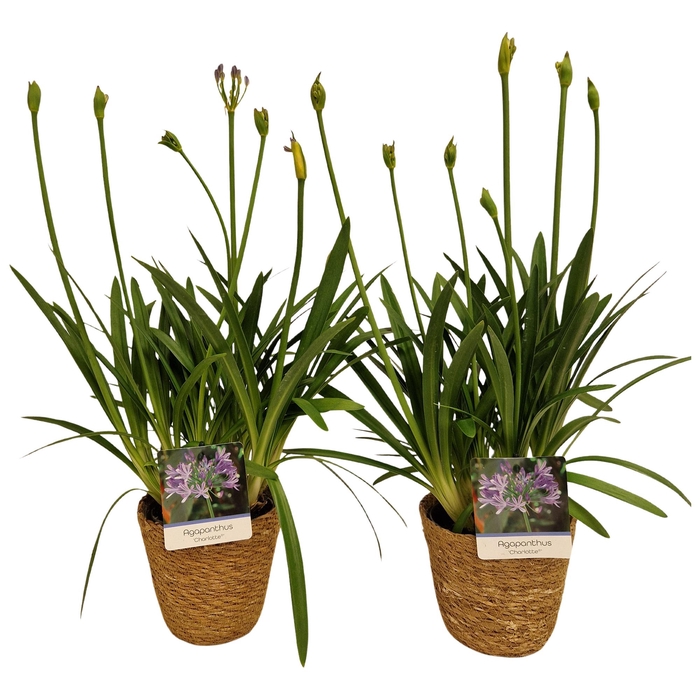 <h4>Agapanthus Charlotte blauw pot 12 cm in zeegras mand</h4>