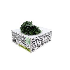Aralia 30cm Small