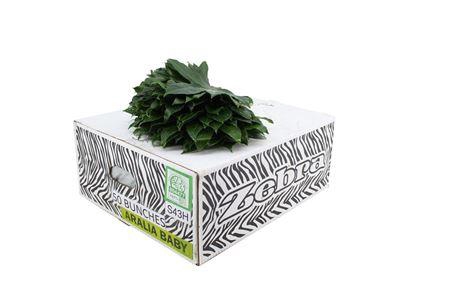 <h4>Aralia 30cm Small</h4>