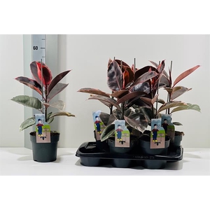 Ficus elastica Ruby 17Ø 55cm