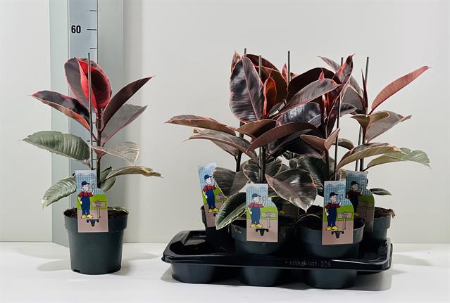 Ficus elastica Ruby 17Ø 55cm