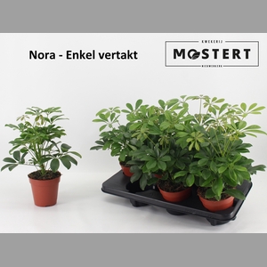 SCHEF AR NORA