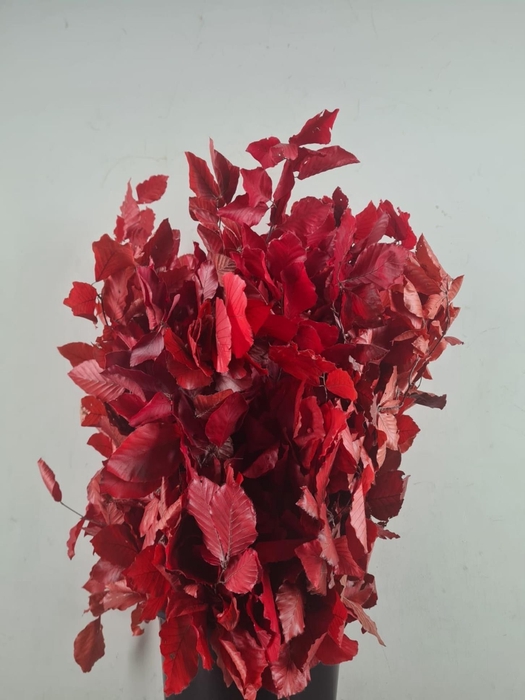 <h4>PF Beech Leafs Bs Red 150g</h4>