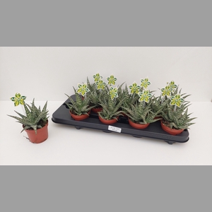 ALOE OV